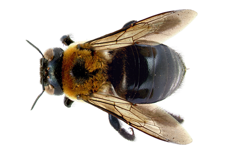 learn about carpenter bees carpenter bee identification #18969