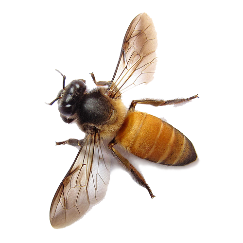 Bee Picture PNG Images Download, Honey Bee PNG