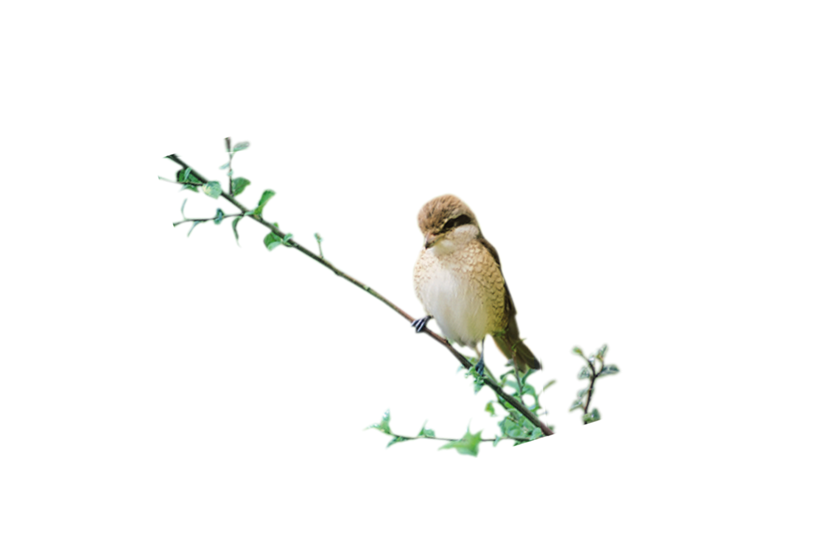 Bird PNG transparent image download, size: 900x572px