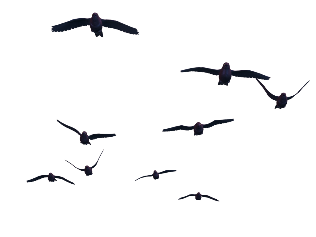 birds png flying bird png #9534