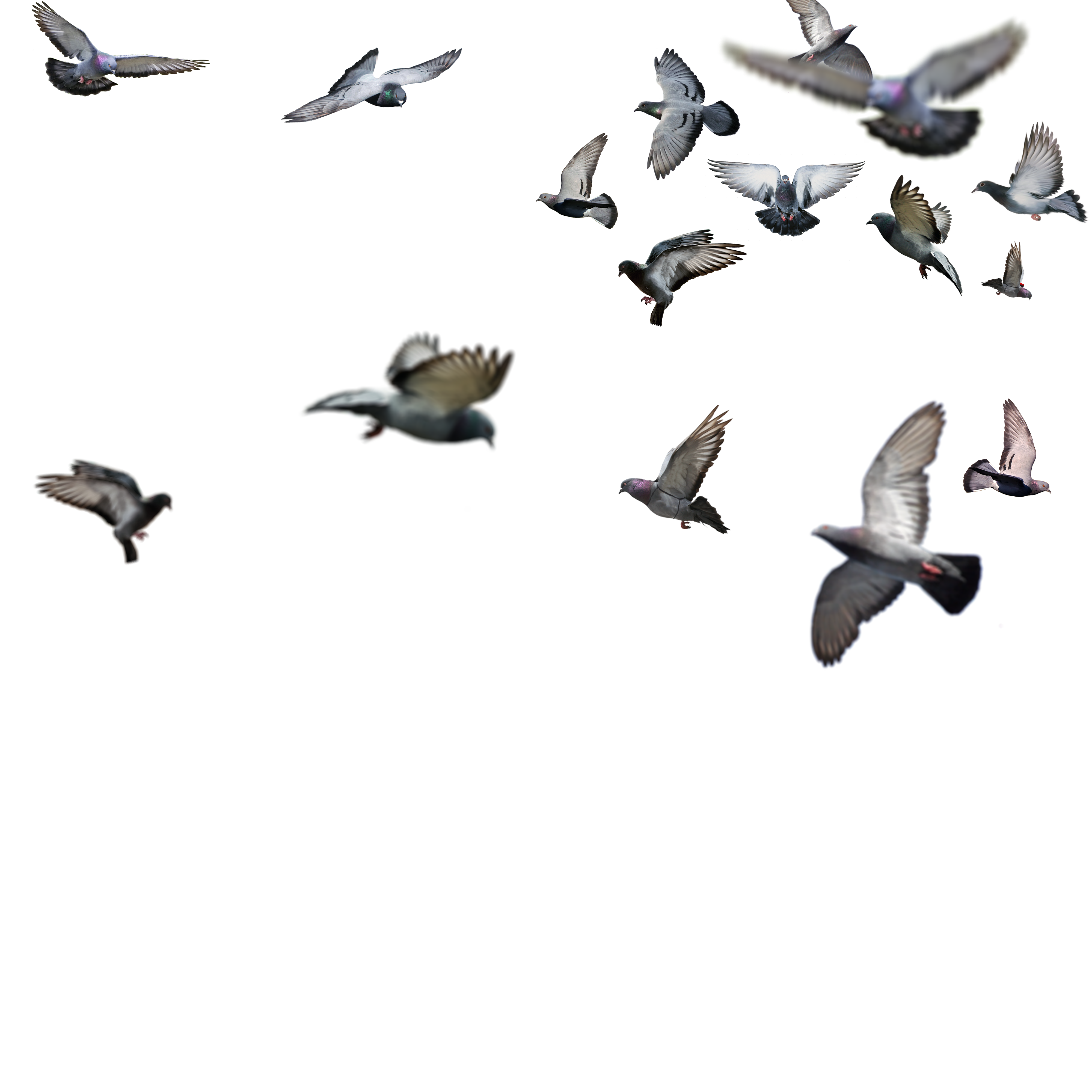 birds png flying bird png image litle pups #9519