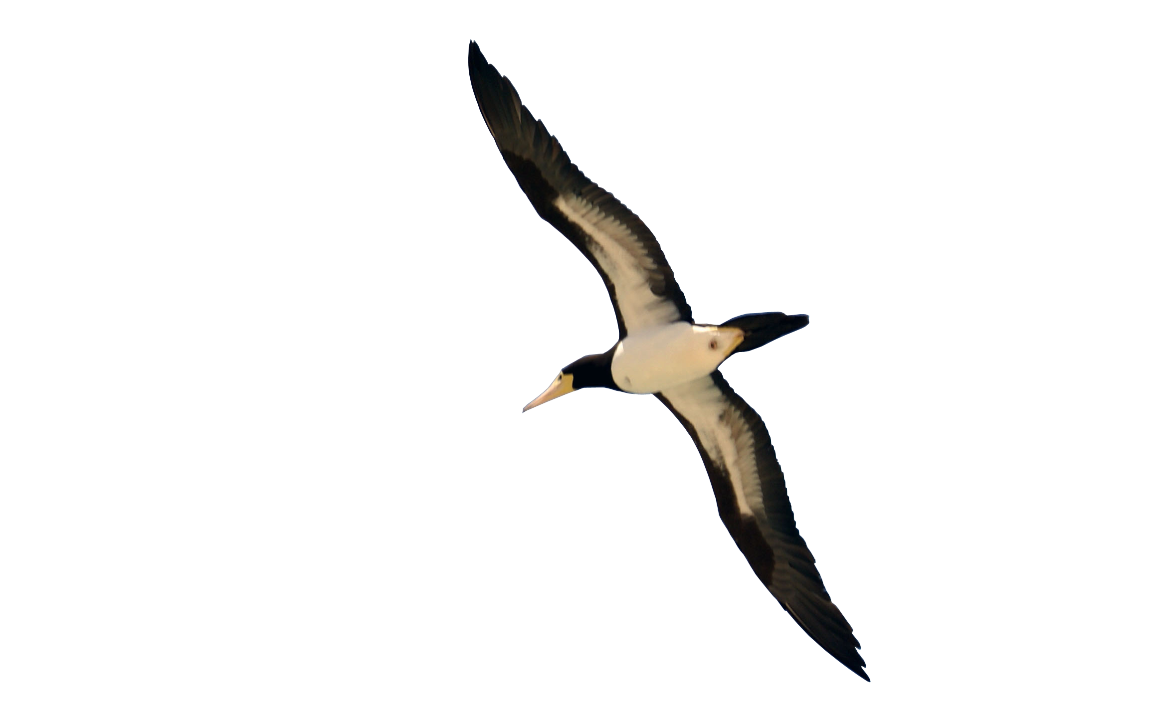 birds png flying bird png png image 9544