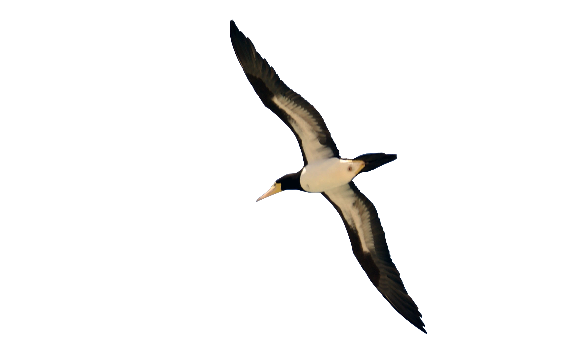 Bird PNG transparent image download, size: 900x572px