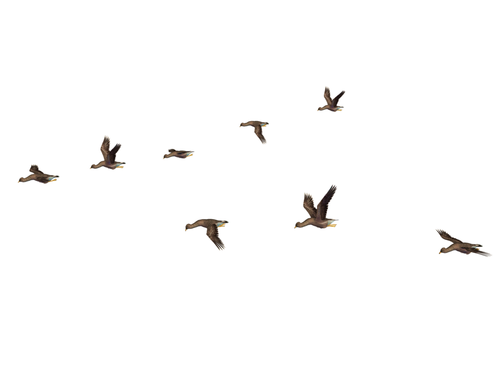 flying bird clipart png