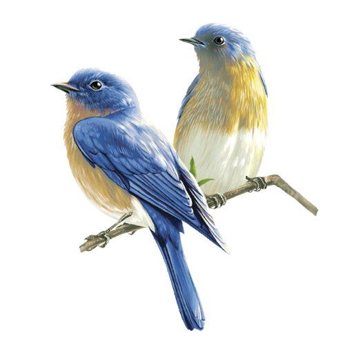 birds png high resolution web icons png #9541