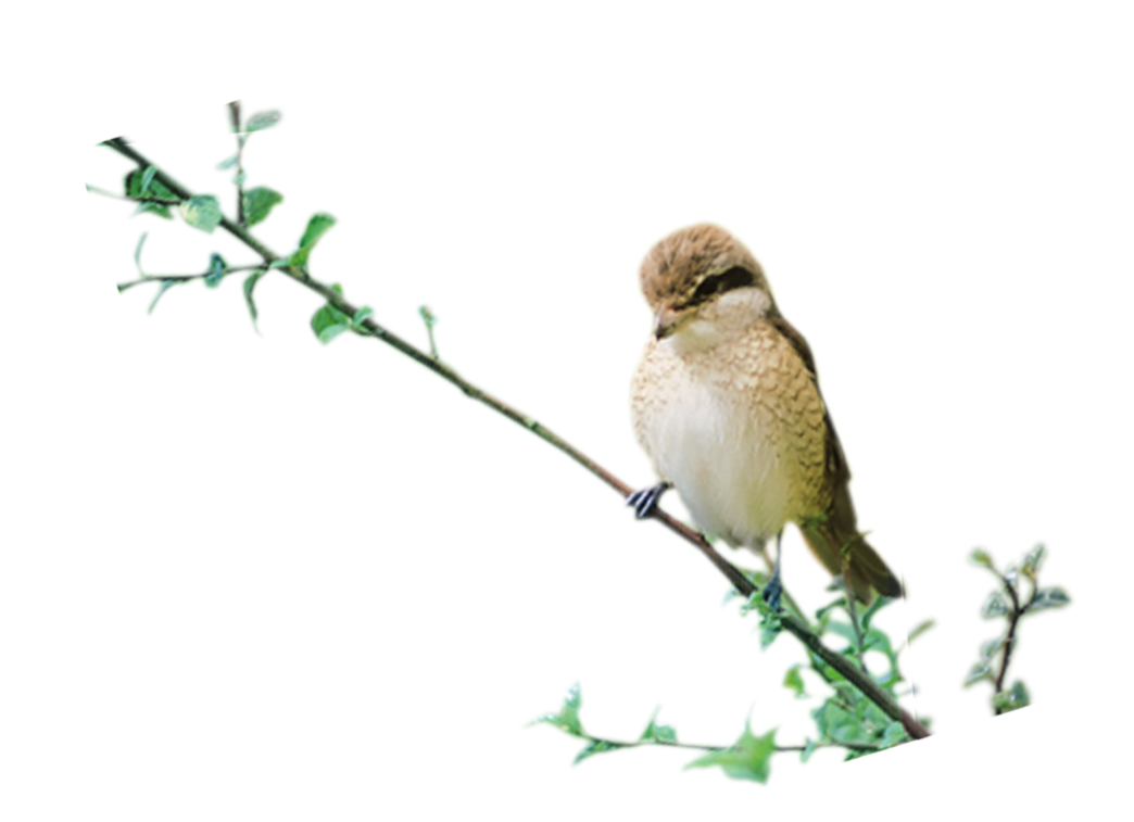 birds png photo transparent #9517