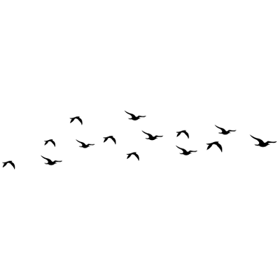 flock birds png transparent flock birds images #9526