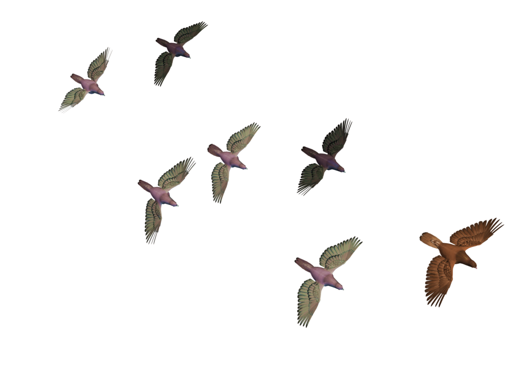 flying bird clipart png