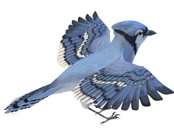 PNG Bird Images, Flying Birds Pictures Clipart