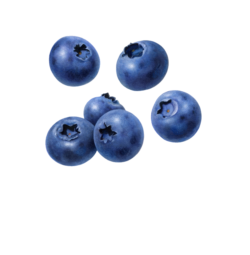 blueberries, blueberry clipart download cognigen cellular #28863