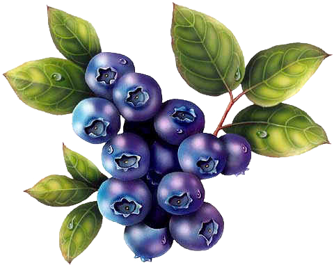 blueberries fruit png image pngmix #28899