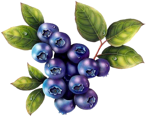 Blueberry Blue png download - 937*853 - Free Transparent Blueberry