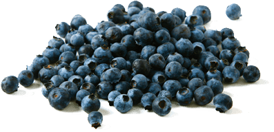 blueberries, health wild blueberry health wbana #28925