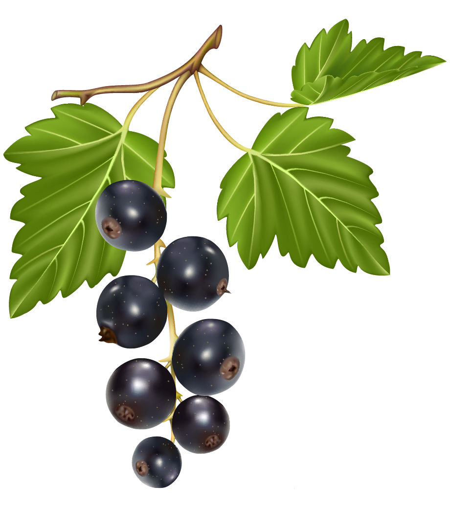 blueberries png clipart best web clipart #28935