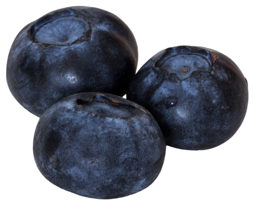 blueberries png image pngpix #28874