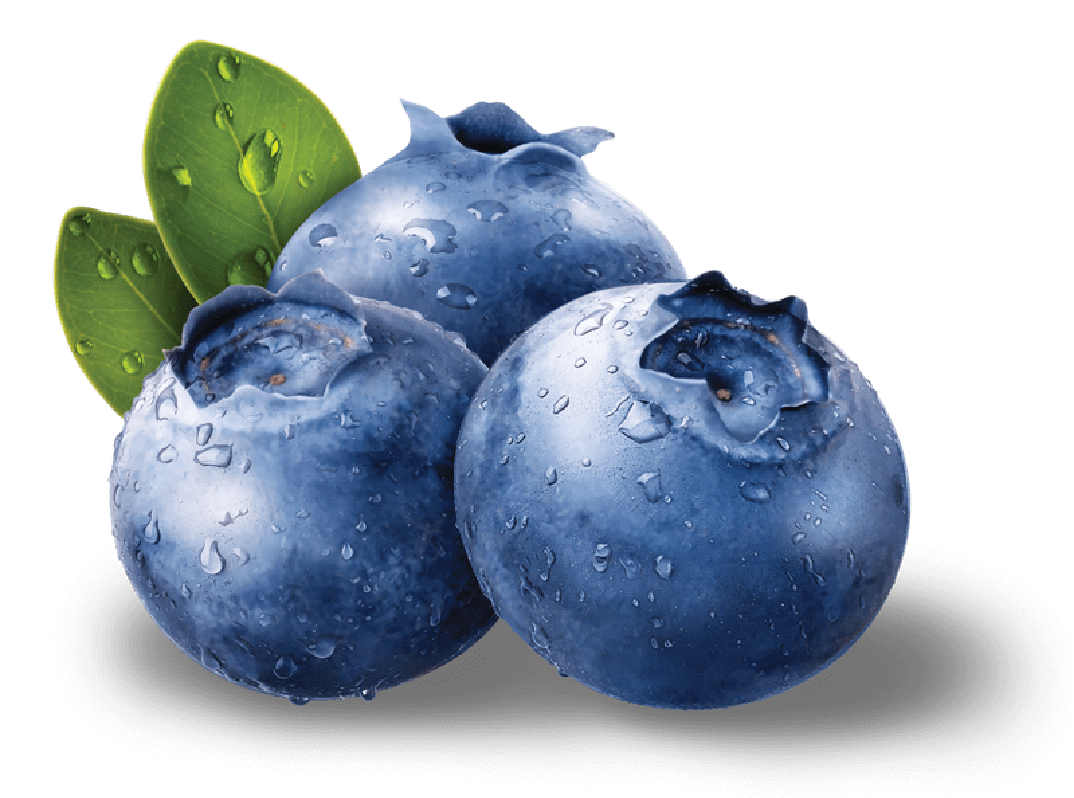 blueberries png image purepng transparent png image library #28928