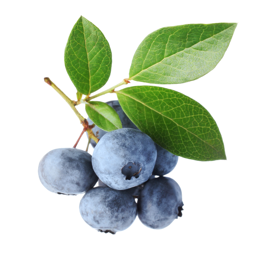 blueberries, rupp bay home page #28934