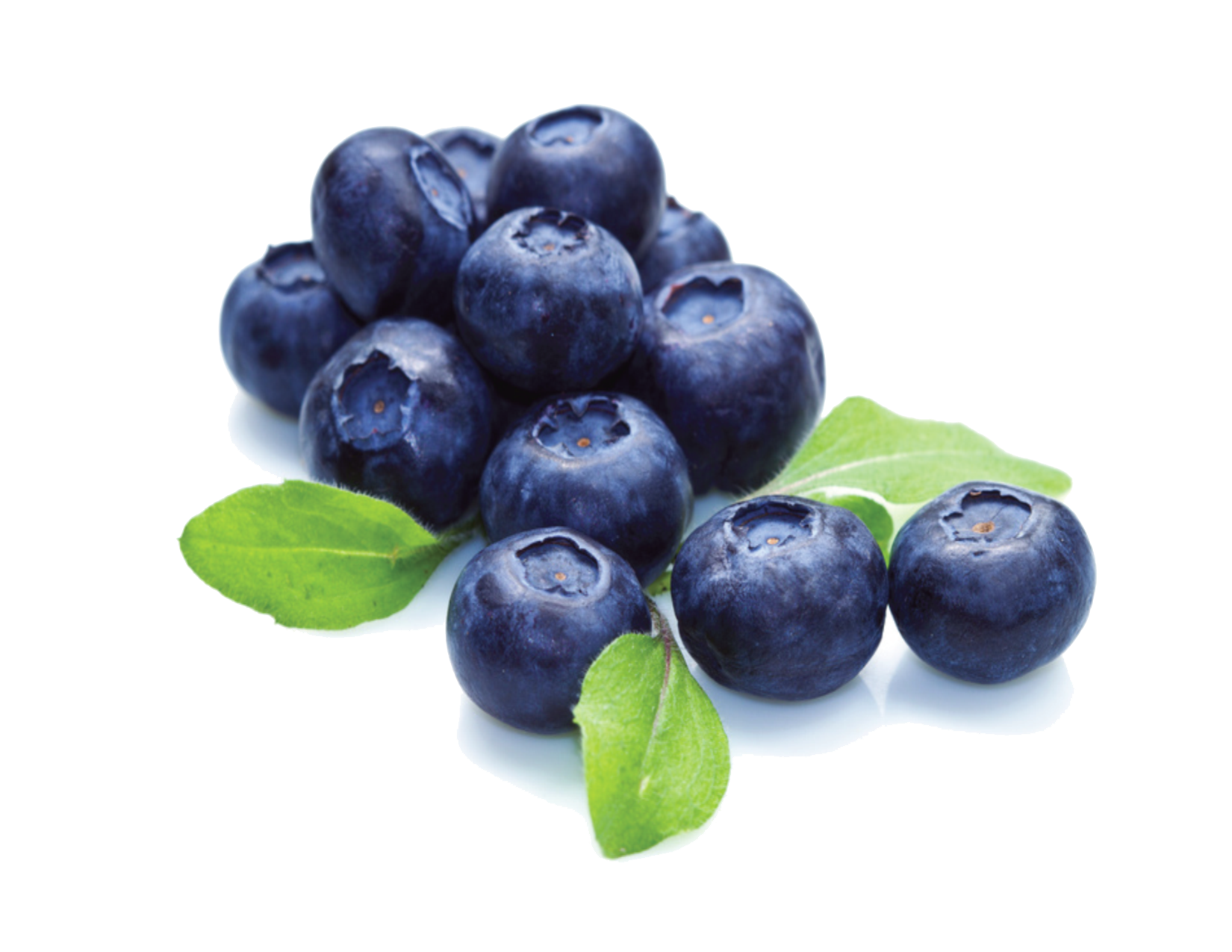 blueberries vector transparent background frames illustrations images photo designs #28847