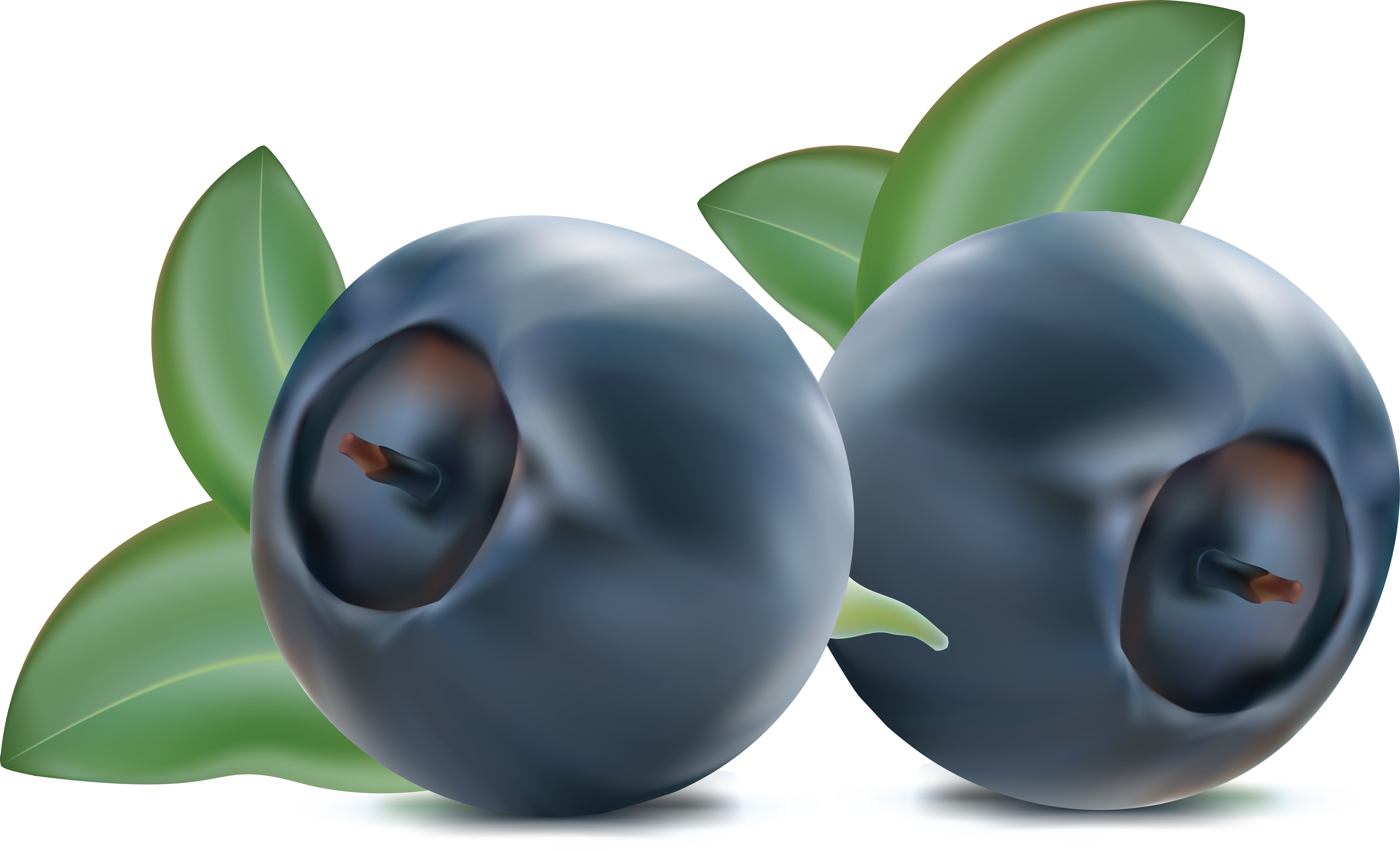 cliparts for download blueberries clipart and use presentations kumdotvm #28924