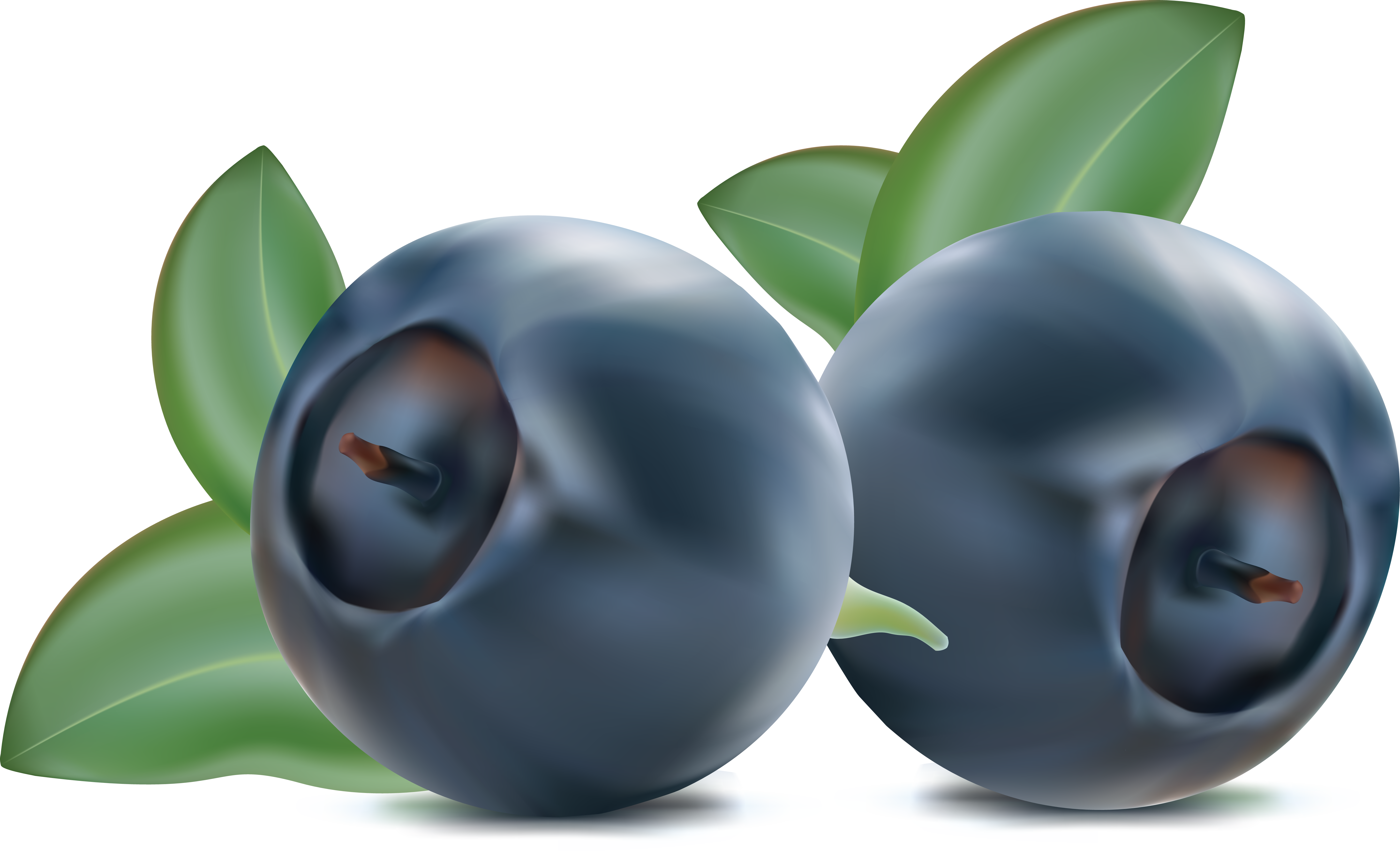 Blueberries PNG Images, Free Download Blueberry Clipart, Bilberry Fruit