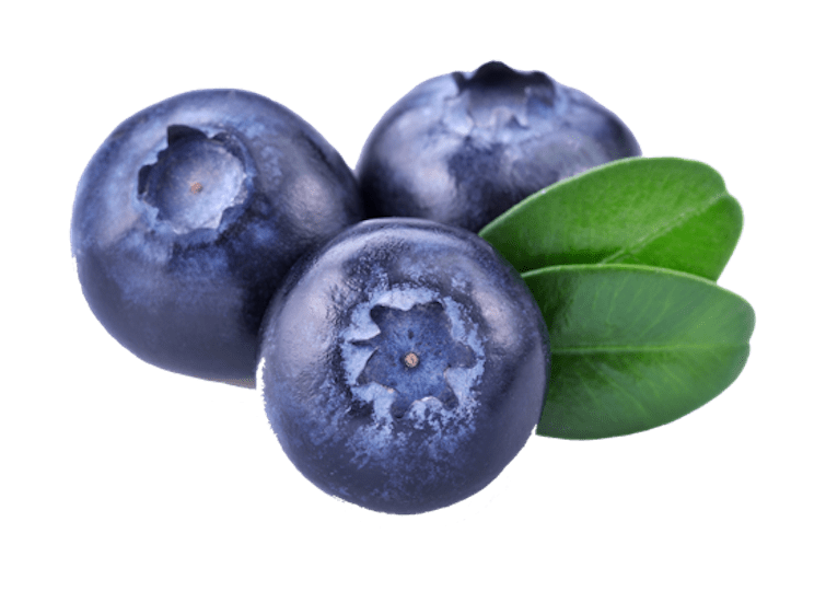 three blueberries transparent png stickpng #28853