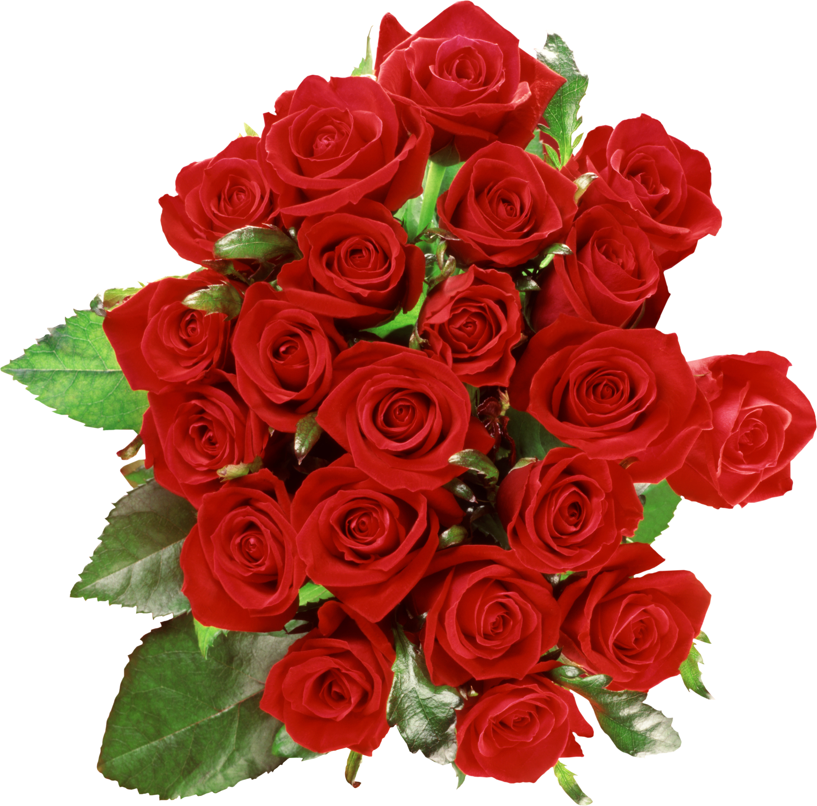 flower bokeh red rose, flowers valentines #38763