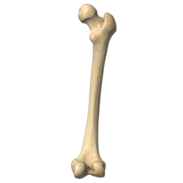 bone, femur labeling quiz #29526