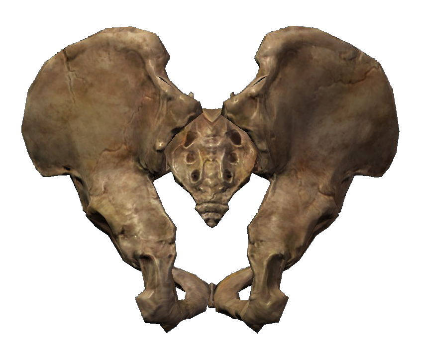 image pelagius hip bone elder scrolls fandom powered wikia #29552