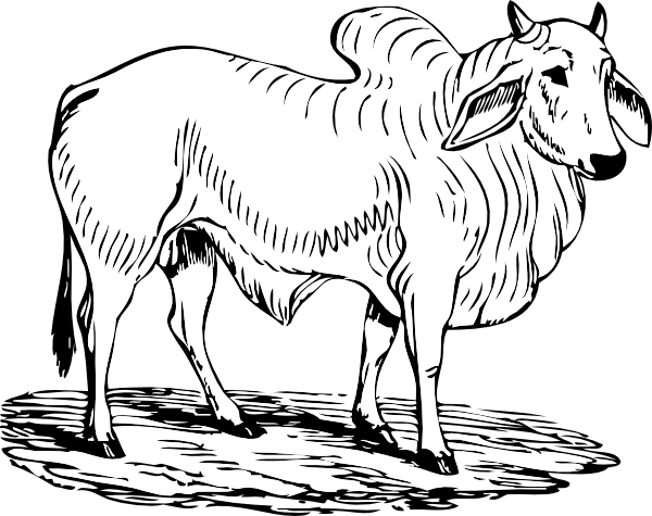 brahma bull clipart #7266