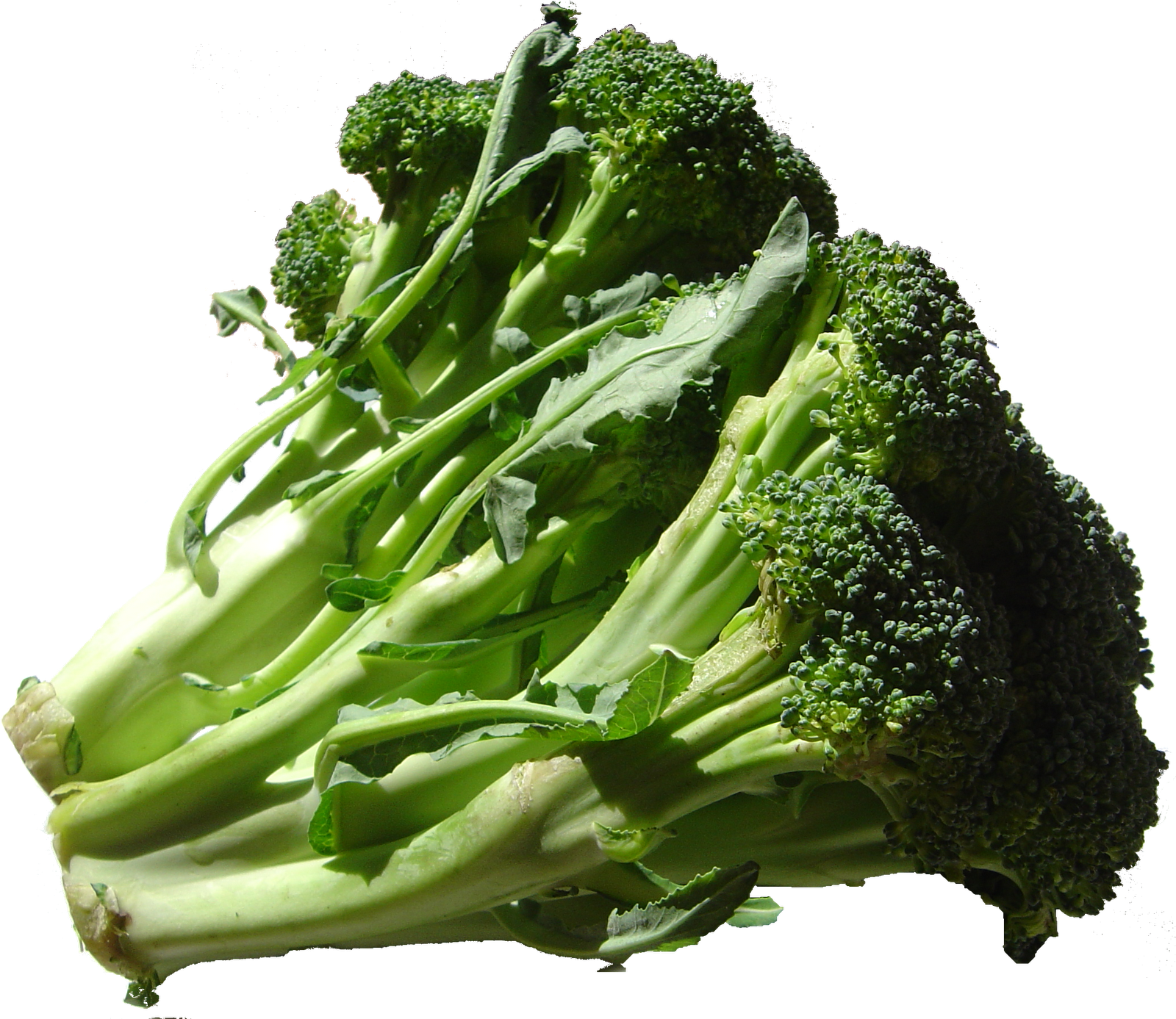 broccoli broccoli rabe broccolini what the difference #28675