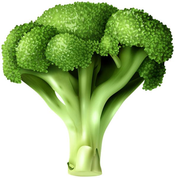 broccoli png clip art gallery yopriceville high quality images and transparent png clipart #28733