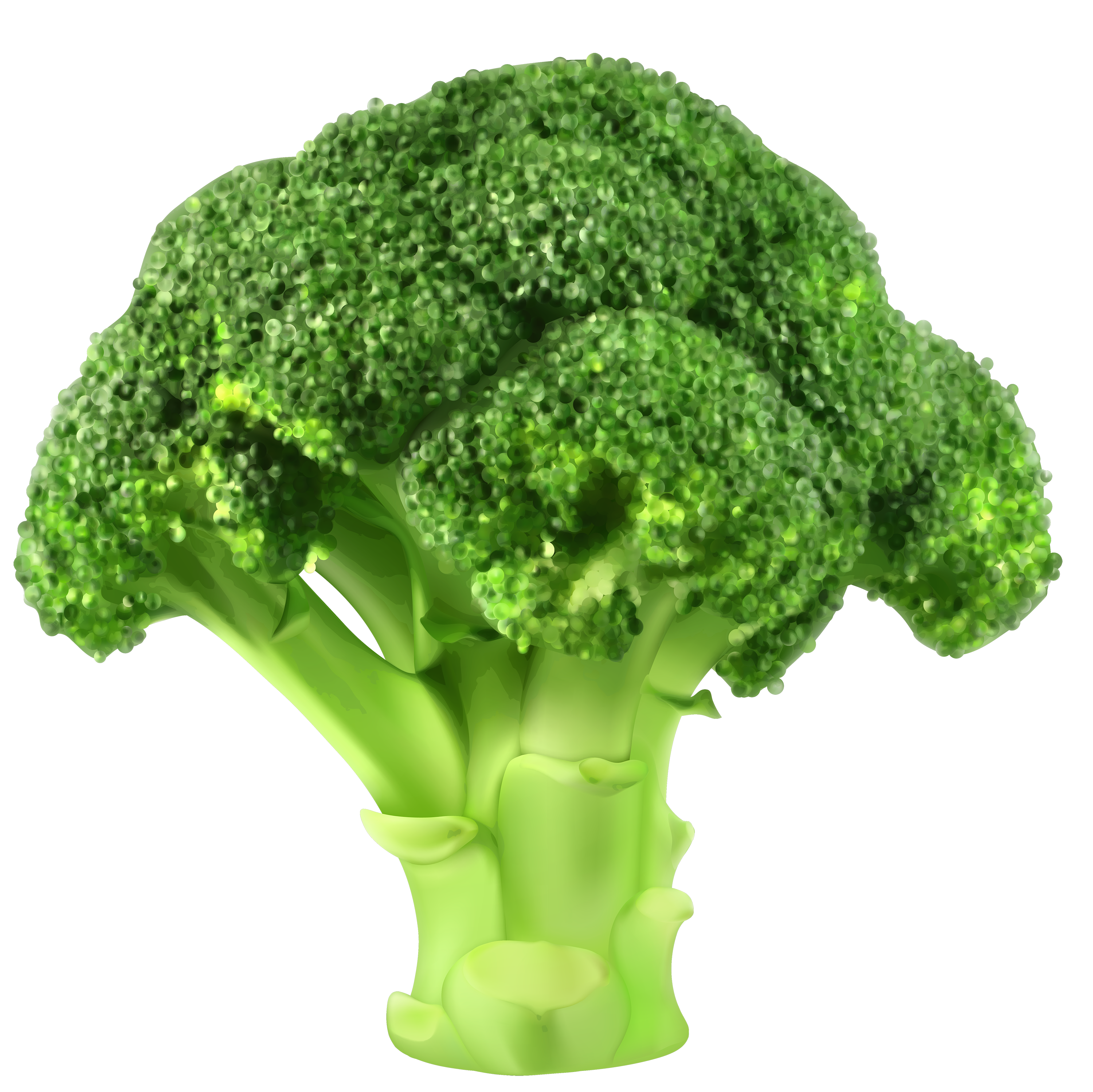 broccoli png clipart best web clipart #28697