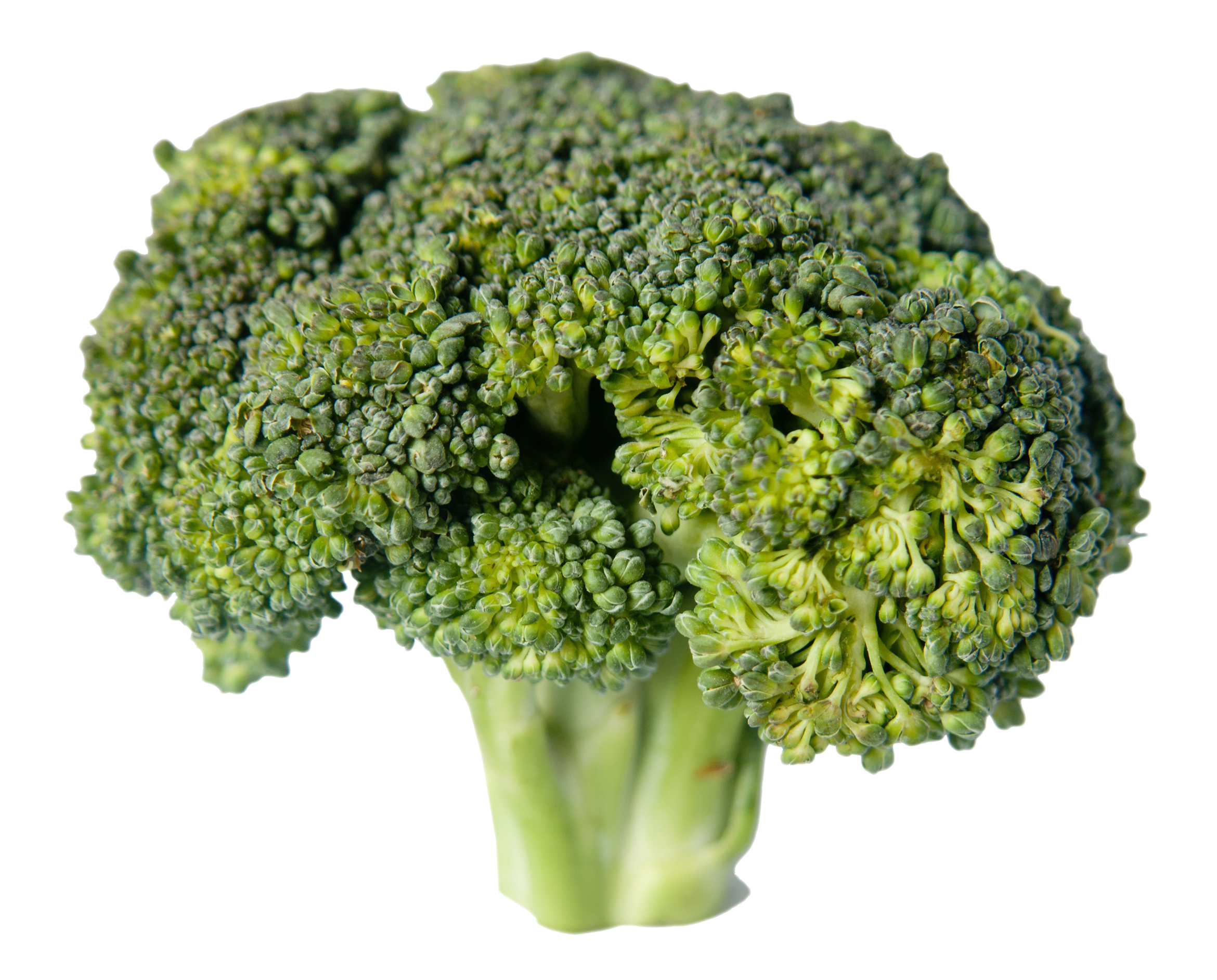 broccoli png image pngpix #28643