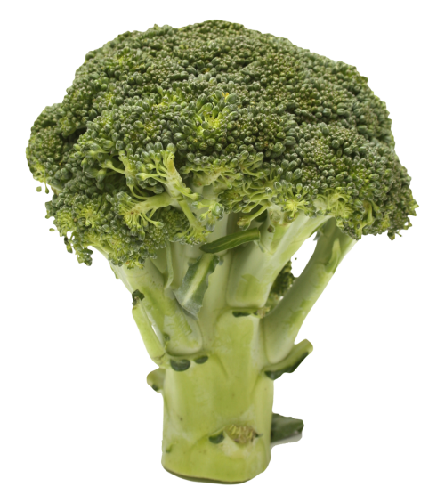 broccoli png image pngpix #28658