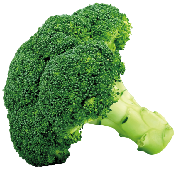 broccoli png picture gallery yopriceville high quality images and transparent png clipart #28662