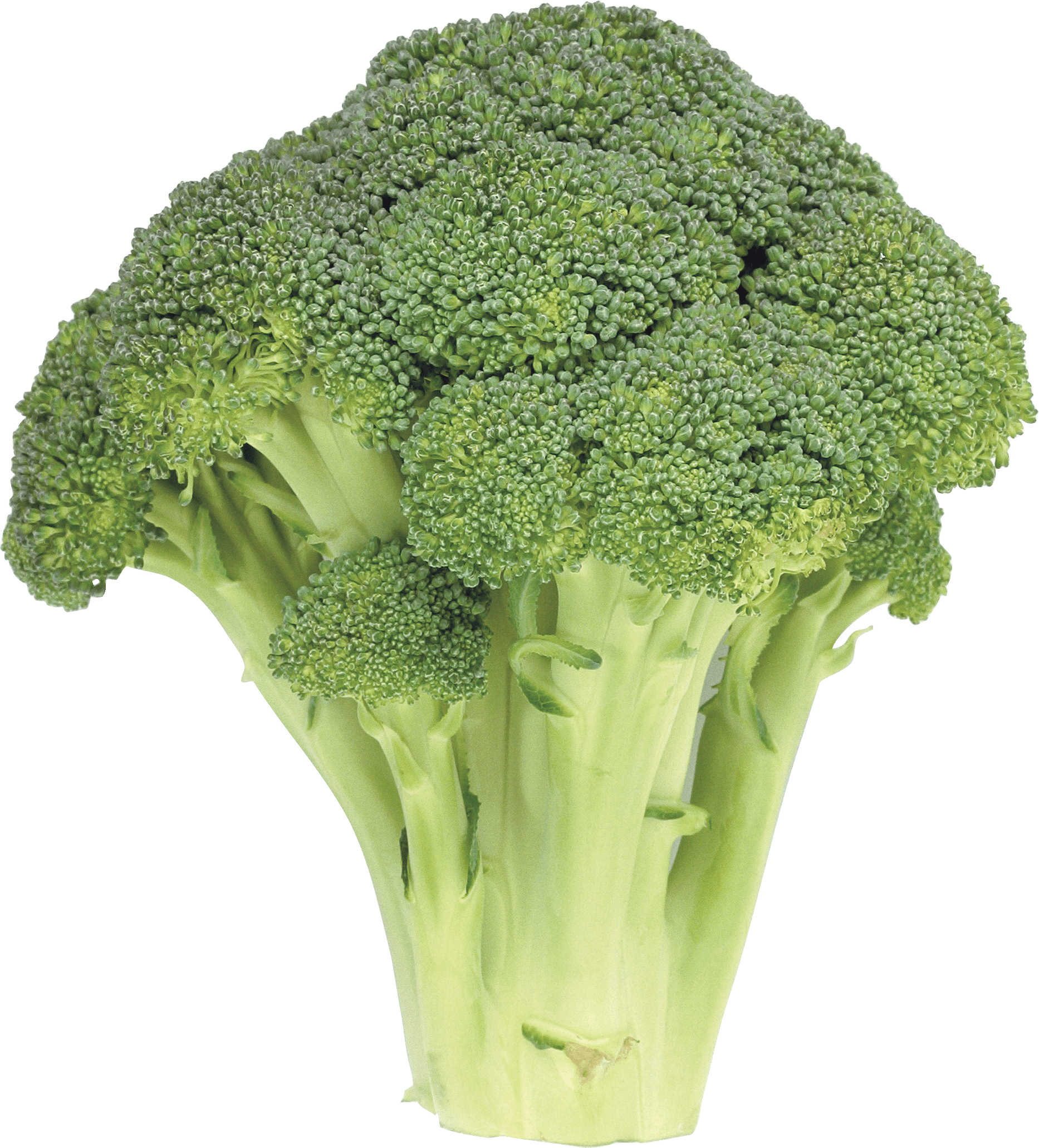 download broccoli png image png image pngimg #28645