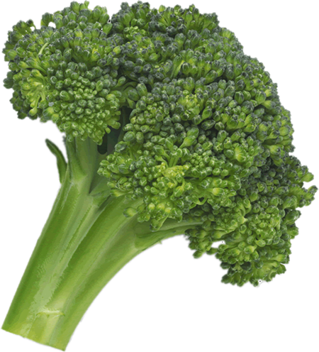 download broccoli png image png image pngimg #28704