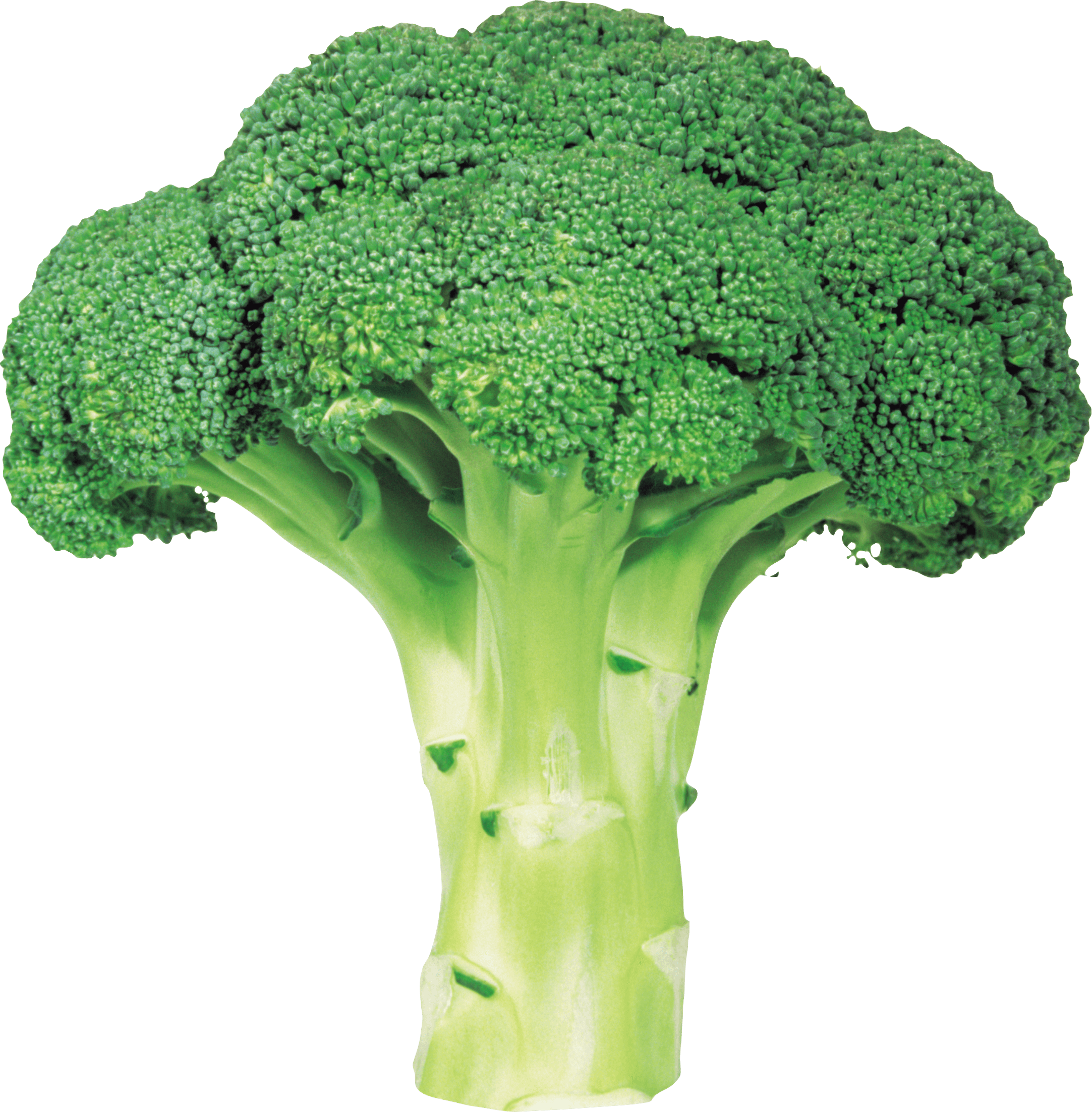 download broccoli png image with transparent background png image pngimg #28672