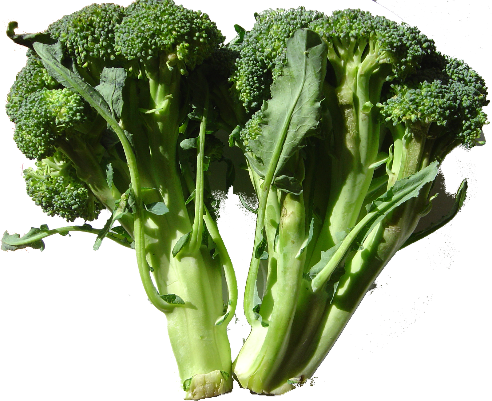 eat live grow paleo vegetables broccoli #28666