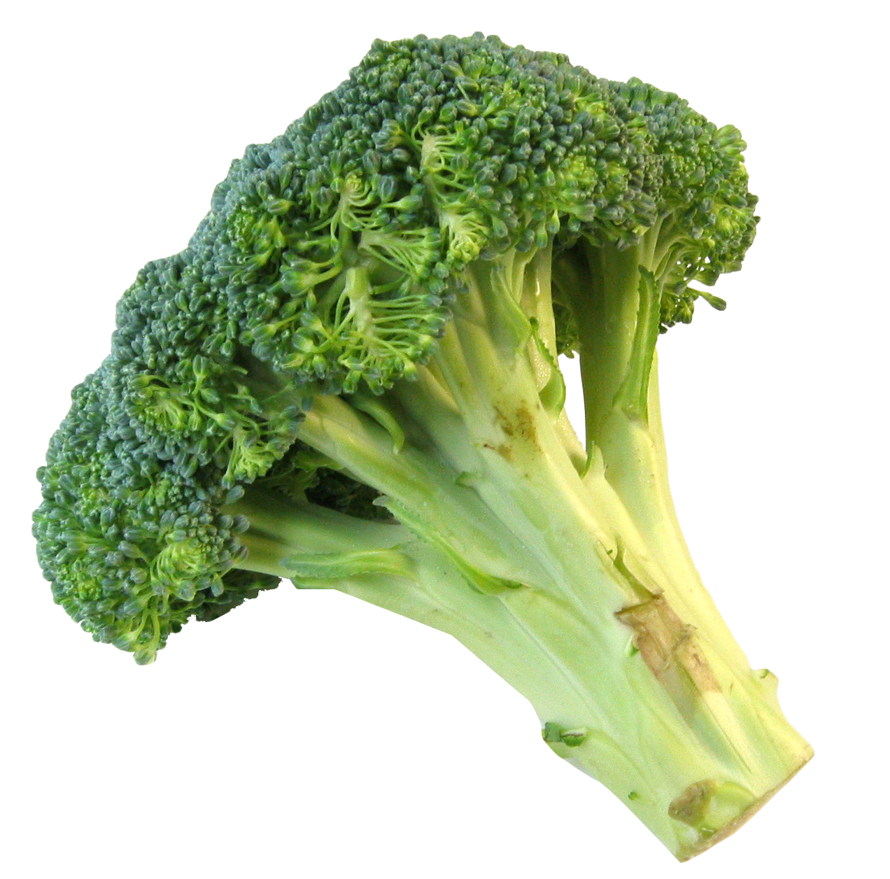 fresh broccoli png image pngpix #28655