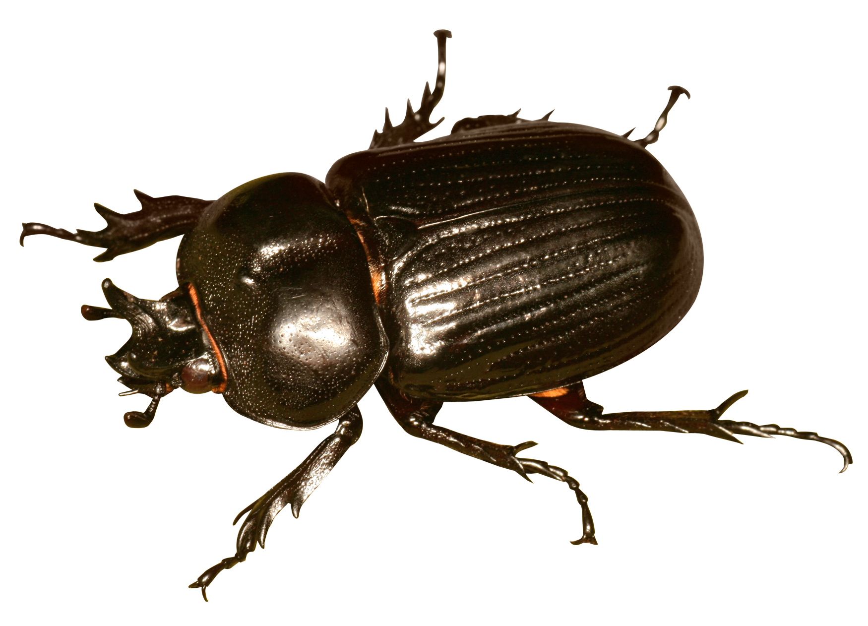 beetle bug png image purepng transparent png #36495