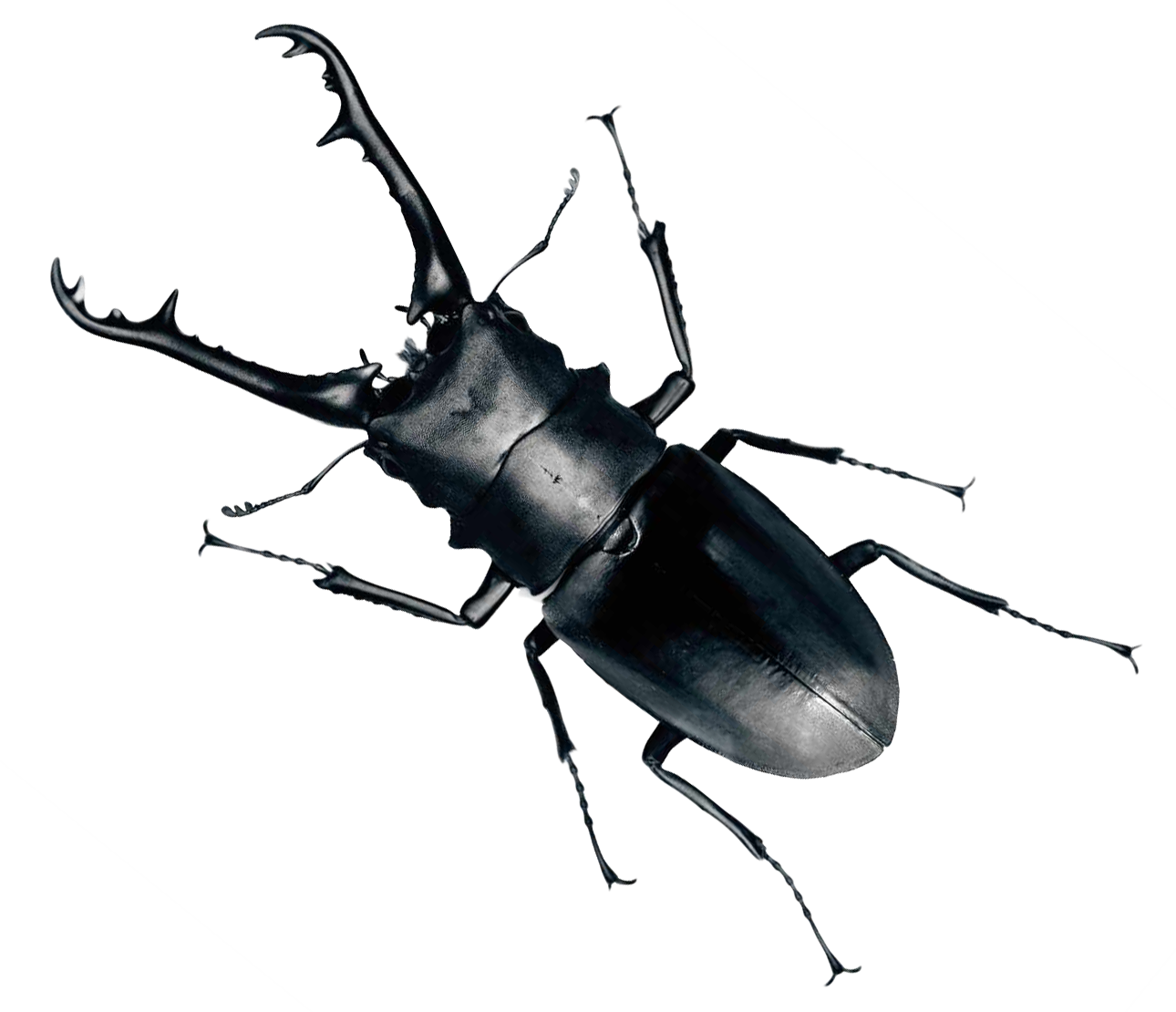 beetle bug png transparent image pngpix 36497