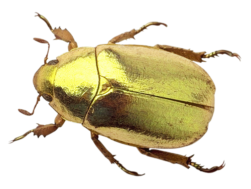 bug beetle png transparent image pngpix #36491