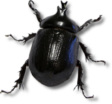 Bug PNG, Free Download Bugs Images