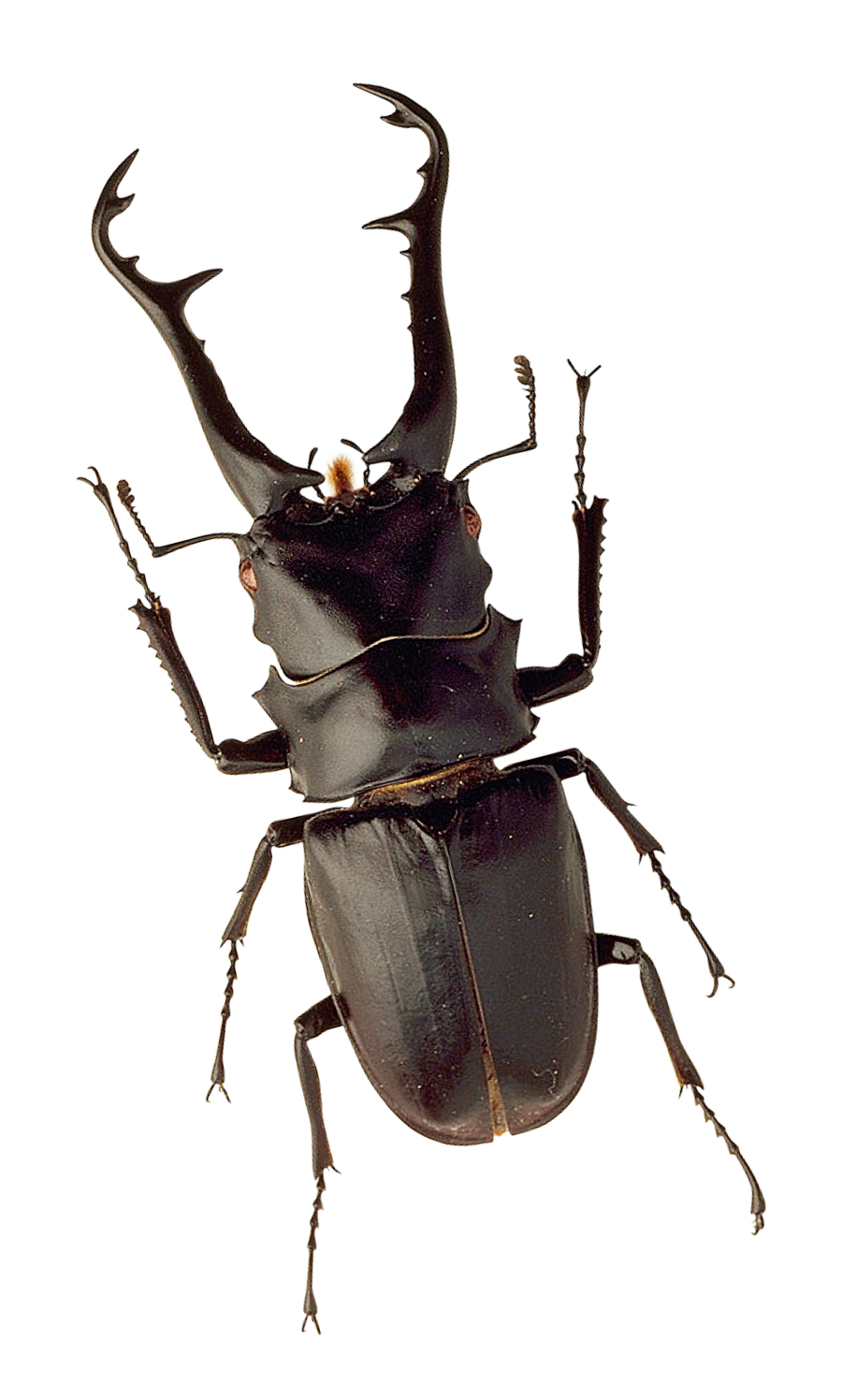 bug insect png transparent image pngpix #36509