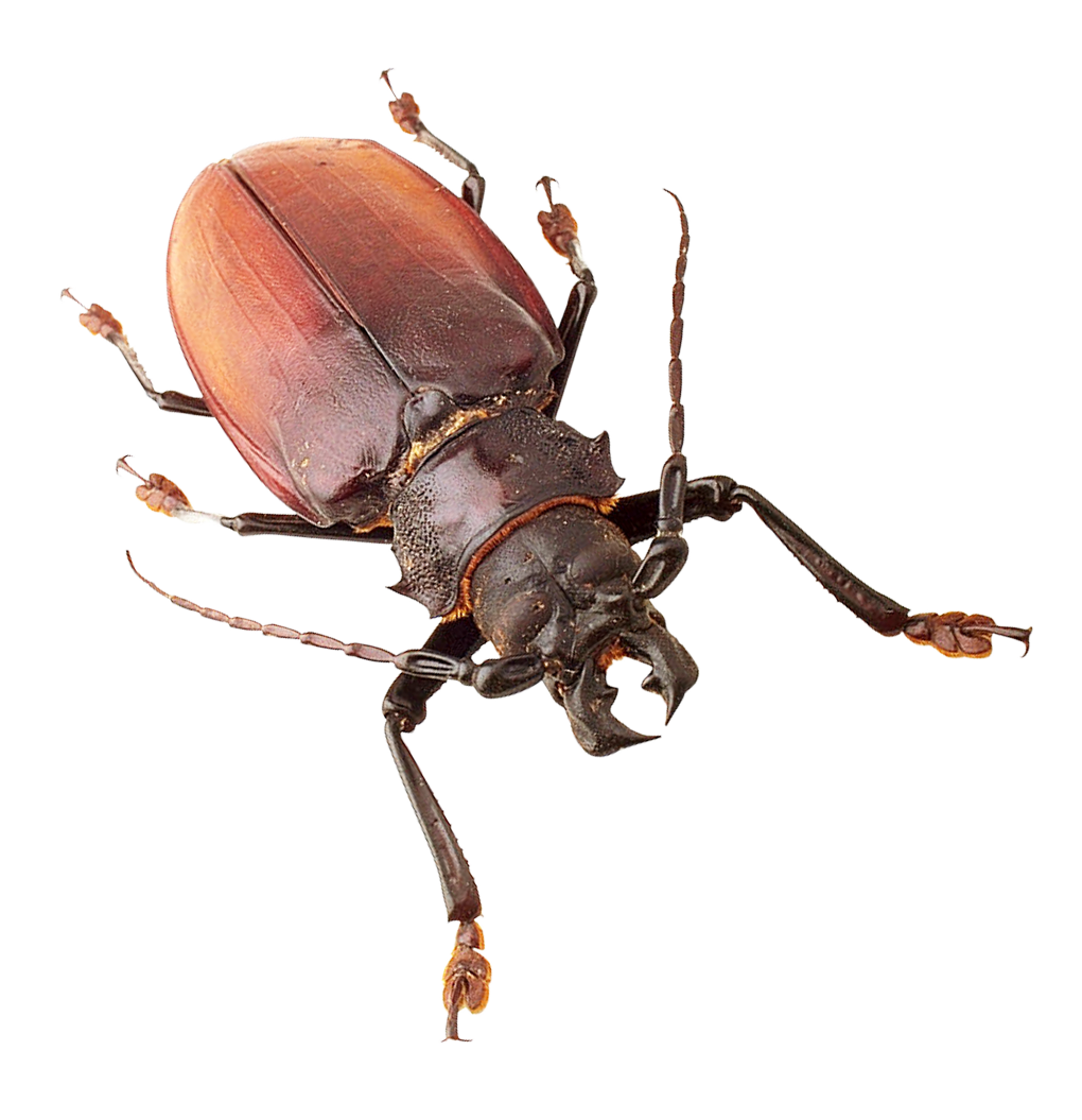 bug insect png transparent image pngpix #36514