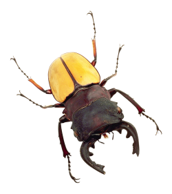 bug png images pngpix #36484