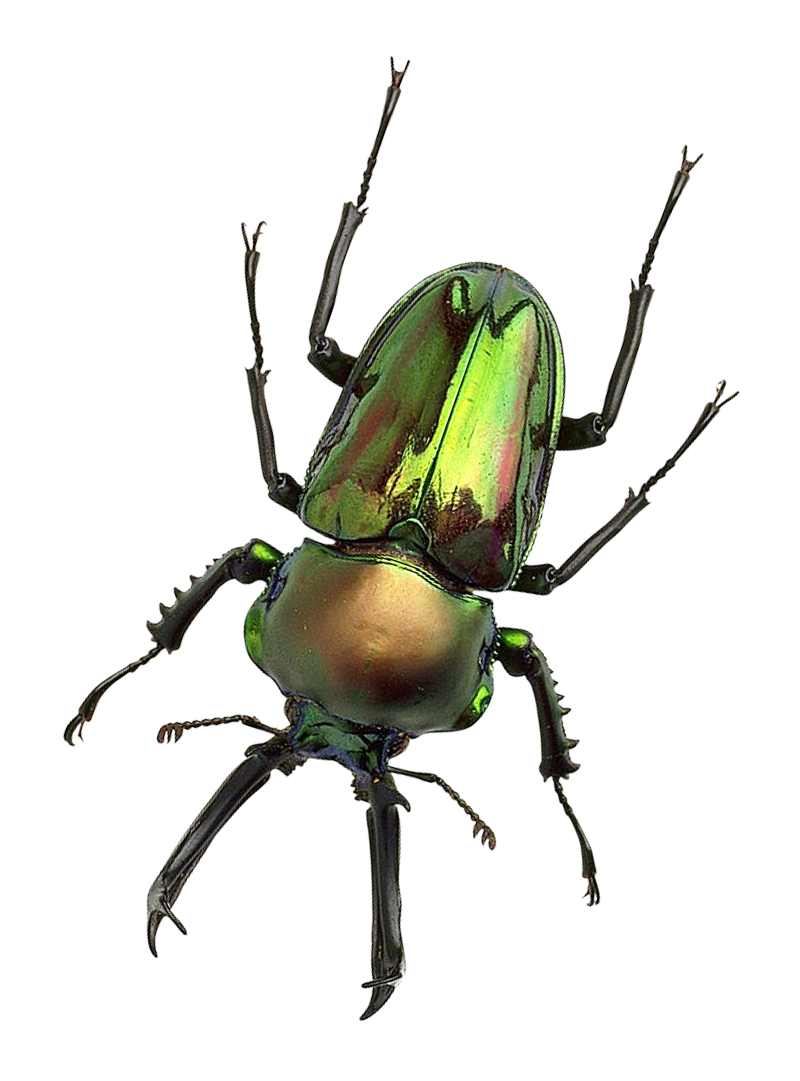 bug png transparent image pngpix #36483