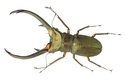 bug png transparent image pngpix #36496