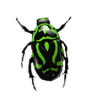 bug pngimg download png photo images clipart #36506